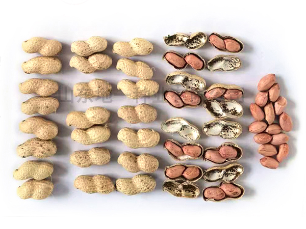 濰花25號(hào)花生種適合哪些地區(qū)？